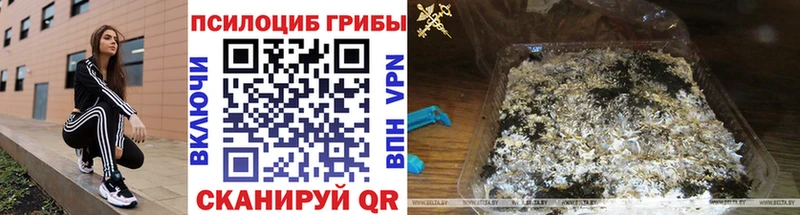 Галлюциногенные грибы Psilocybe  MEGA зеркало  Всеволожск 